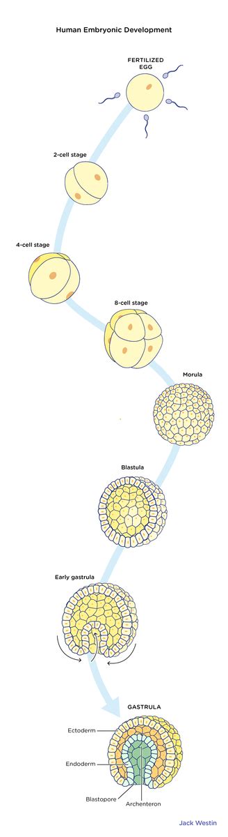 胚胎發育順序|胚胎發育順序(Embryogenesis order)